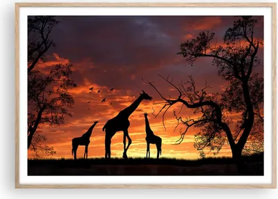 Produktbild von Gerahmtes Poster - Rahmen in heller Eiche - Giraffe Afrika Sonne Safari - 100x70 cm - Wand Bild - Wanddeko - Wandbilder - Wandposter - Bilderrahmen - Bilder - Kunstdruck - Wandbild - P2NAA100x70-0507