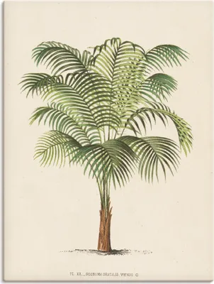 Produktbild von ARTland Leinwandbild Palme II Größe: 30x40 cm