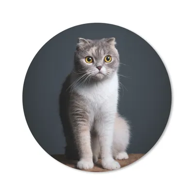 Produktbild von MuchoWow® Mauspad Mousepad Katze - Haustiere - Licht 50x50 cm - Mousepads - Maus Mat - Pad - Mausunterlage
