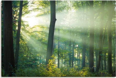 Produktbild von ARTland Leinwandbild Licht im Wald Größe: 60x40 cm