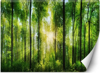 Produktbild von Vlies fototapete Sonnenschein Wald Natur 254x184 cm Feeby Grün inkl. Kleber einfache Montage
