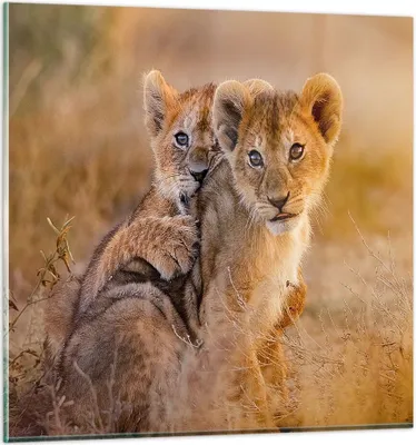 Produktbild von Bilder auf glas - Löwe Natur Tier - 60x60cm - Glasbilder - Wandbilder - Kunstdruck - zum Aufhängen bereit - Wanddekoration aus Glas - Glas Bilder - Wandbild auf Glas - Einteilig - GAC60x60-3480