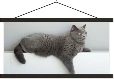 Produktbild von MuchoWow® Textilposter Katze - Britisch Kurzhaar - Grau - Mädchen - Kinder - Jungen - Kinder 90x45 cm mit schwarzem Rahmen - Klemmleisten