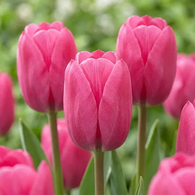 Produktbild von Green boutiQ - 15x Tulipa Triumph Pink - Triumph-Tulpe - Rosa - Frühlingsblüher - Zwiebelgröße 11/12