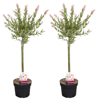 Produktbild von Bloomique - 2er Set - Salix Flamingo - Harlekinweide - Winterharte Balkonpflanzen - Gartenpflanzen Winterhart - Höhe 60-80 cm - Topf 17 cm