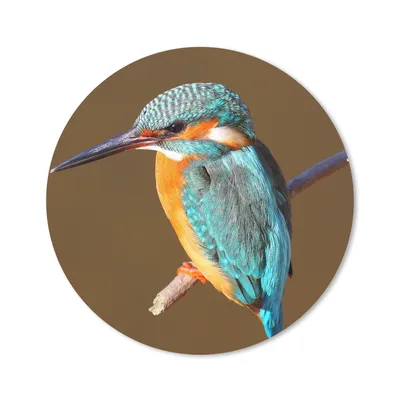 Produktbild von MuchoWow® Mauspad Mousepad Eisvogel - Äste - Bunt 20x20 cm - Mousepads - Maus Mat - Pad - Mausunterlage - Schreibtischmatte