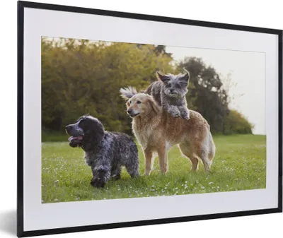 Produktbild von MuchoWow® MuchoWow® Gerahmtes Poster Hund - Park - Gras 60x40 cm - Poster mit zchwarzem Bilderrahmen - Schlafzimmer - Plakat in Rahmen - Drucken