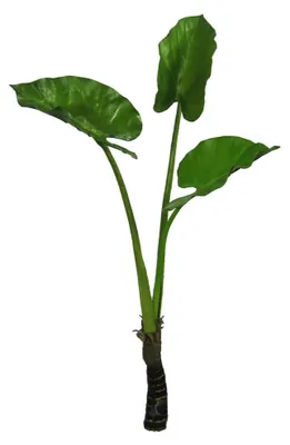 Produktbild von Künstliches CALLABLATT 87cm Kunstblume mit 3 Trieben/Blättern. Grün