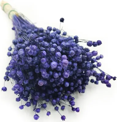 Produktbild von Getrockneter Flachs - Marineblau