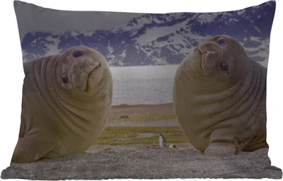 Produktbild von MuchoWow® Outdoor Kissen - Robben - Lustig - Kinder - Jungen - Mädchen - Kinder - 60x40 cm - Wetterfest - Lounge Kissen - Zierkissen - Kissen für Innenräume