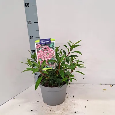 Zdjęcie produktu dla Kalmia lat. „Pinwheel” – kalmia | 25–30 cm w doniczce