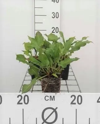 Produktbild von 6 x  Persicaria ampl. 'Rosea' - Kerzenknöterich - Topf 9 x 9 cm