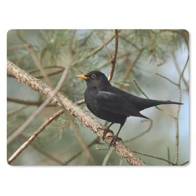 Produktbild von MuchoWow® Mauspad Mousepad Vogel - Amsel - Zweige - Tiere 40x30 cm - Mousepads - Maus Mat - Pad - Mausunterlage - Anti Rutsch
