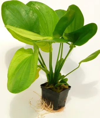 Produktbild von Echinodorus Mutterpflanze ca. 30-35cm