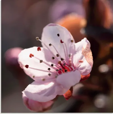 Produktbild von ARTland Glasbild Kirschblüte I Größe: 50x50 cm