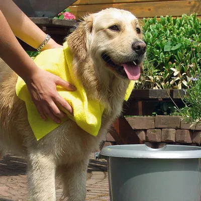 Immagine prodotto di Asciugamano per cani Beeztees 50 x 60 cm