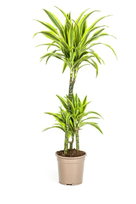 Immagine prodotto di Albero del drago - Dracaena deremensis "Lemon Lime" - Pianta verde - Altezza 90-110 cm - Vaso da 21 cm