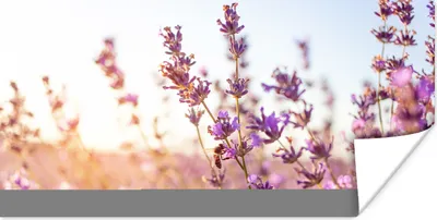 Produktbild von MuchoWow® Poster Lavendel - Nahaufnahme - Sonne - Blumen - Lila 40x20 cm - Poster für die Wand - Poster Schlafzimmer