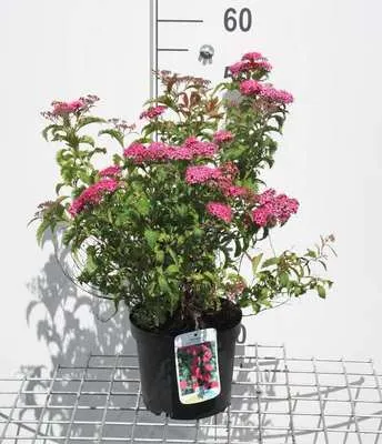 Produktbild von Spiraea jap. 'Crispa' - Brautspiere 25- 30 cm - Container