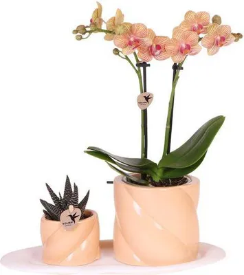 Obrázok produktu pre Orchidea Phalaenopsis v oranžovej a zelenej farbe v dekoratívnom kvetináči Candy na bielom podstavci