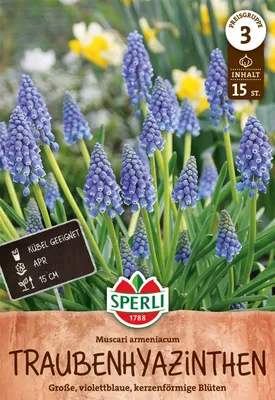 Produktbild von SPERLI Armenische Traubenhyazinthe Muscari armeniacum 15 Zwiebeln