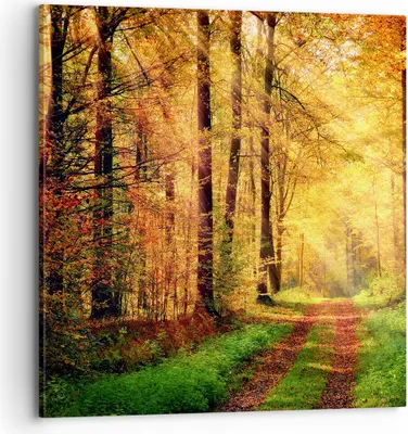 Produktbild von Bild auf Leinwand - Leinwandbild - Wald Baum Natur - 70x70cm - Wand Bild - Wanddeko - Wandbilder - Leinwanddruck - Bilder - Kunstdruck - Wanddekoration - Leinwand bilder - Wandkunst - AC70x70-3718