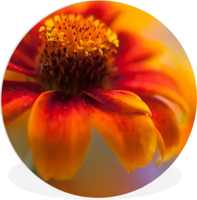 Produktbild von MuchoWow® Rundes Wandbild - Runde Bilder Nahaufnahme einer orangefarbenen Zinnienblüte Ø 30 cm Kreis Wanddekoration Kunststoff - Wandkreis - Wandschmuck - Schlafzimmer - Bilder - Der Kreis - Kunst für die Wohnung - Plastik - Kunstdruck - Wandbild