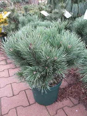Produktbild von Pinus sylvestris Martham - Zwergwaldkiefer Martham - 30-40cm