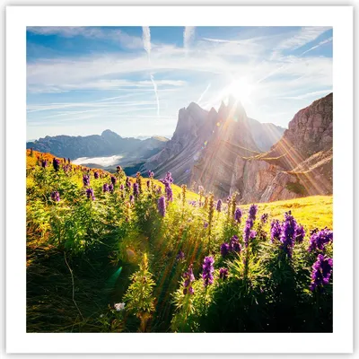 Produktbild von Poster - Poster ohne Rahmen - Berge Wiese Blumen - 60x60 cm - Wand Bild - Wanddeko - Wandbilder - Kunstposter - Wandposter - Bilder - Kunstdruck - Wanddekoration - Wandbild - P2XAC60x60-4008