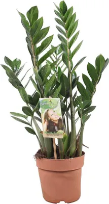 Zdjęcie produktu dla Zamioculcas zamiifolia – łatwa w uprawie roślina doniczkowa o błyszczących liściach – doniczka 17 cm – wysokość 55–65 cm