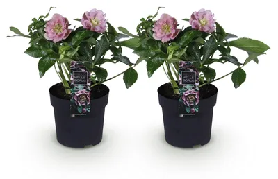 Image de Green boutiQ - Tuinplant - Lenten Rose - Helleborus orientalis Double Ellen Pink - Roze Bloem -2 Planten - Groenblijvend - Pot 14cm Hoogte 35cm