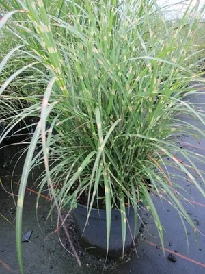 Produktbild von Miscanthus sinensis Little Zebra® - Chinaschilf Little Zebra® - Zwergiges Zebragras
