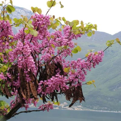 Produktbild von Judasbaum (Cercis siliquastrum)  - 20 Samen