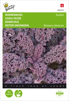 Produktbild von Grünkohl Roter Krauskohl Scarlet | Grünkohlsamen von Buzzy Seeds