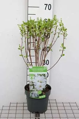 Zdjęcie produktu dla Exochorda rac. 'Magical Springtime'® - Perlbusch Pojemnik 30-40 cm