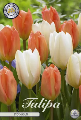 Artikelbild 2 von 'Tulpe Stockholm (10 Stück)' aus der Kategorie Tulpenzwiebeln