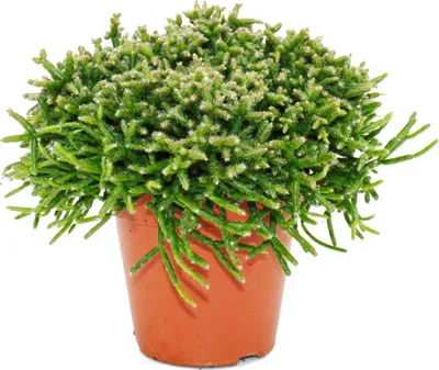 Immagine prodotto di Rhipsalis burchelli - cactus corallo - in vaso da 12 cm - pianta grassa da appartamento