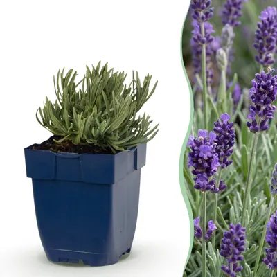 Produktbild von Lavandula ang. Munstead – Lavendel – Duftend – Violett – 12 Pflanzen - 15-25cm - Ø11cm - Gartenpflanze