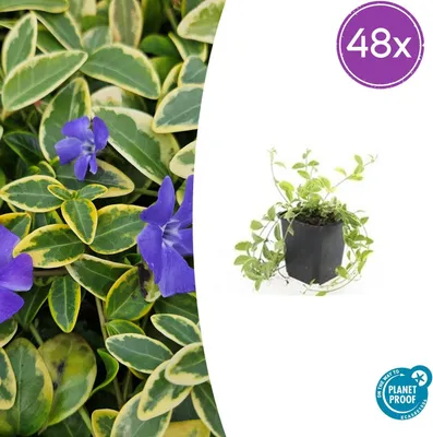 Zdjęcie produktu dla Vinca minor 'Aureovariegata' | 48 sztuk - 10-25cm - Ø9cm - Roślina ogrodowa