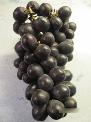 Produktbild von Vitis vinifera Venus Seedless - kernlose Weintraube Venus