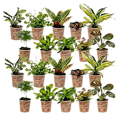Produktbild von Mini Pflanzen 20-20 Farne und Zimmerpflanzen - Ø 6 cm ↥ ca. 10 cm - Ohne Töpfe
