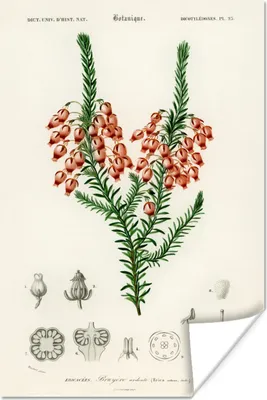 Produktbild von MuchoWow® Poster Pflanze - Blume - Botanik 120x180 cm - Kunstposter