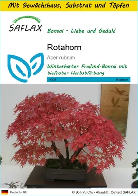 Produktbild von SAFLAX Anzucht Set - Rotahorn - Acer rubrum - 20 Samen - Mit Mini-Gewächshaus, Anzuchtsubstrat und 2 Töpfen