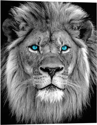 Produktbild von Wandbild - Schwarz - Weiß - Blau - 40 x 50 cm - Blue Eyed Lion