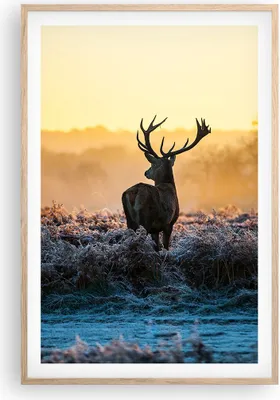 Produktbild von Gerahmtes Poster - Rahmen in heller Eiche - Feld Nebel Natur Baum - 61x91,5 cm - Wand Bild - Wanddeko - Wandbilder - Wandposter - Bilderrahmen - Bilder - Kunstdruck - Wandbild - P2NPA61x91-2428