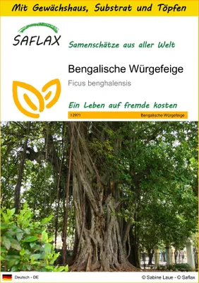 Produktbild von SAFLAX Anzucht Set - Bengalische Würgefeige - Ficus benghalensis - 20 Samen - Mit Mini-Gewächshaus, Anzuchtsubstrat und 2 Töpfen