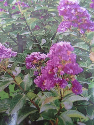 Produktbild von Lagerstroemia indica Purple Star ® - Chinesische Kräuselmyrte / Kreppmyrte - 40-60cm