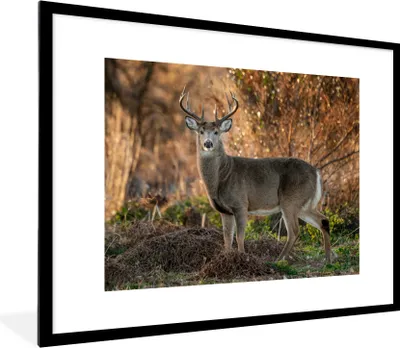Produktbild von MuchoWow® MuchoWow® Gerahmtes Poster Hirsch - Geweih - Sonnenaufgang 80x60 cm - Poster mit zchwarzem Bilderrahmen - Schlafzimmer-Dekorationen - Fotoposter