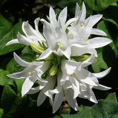 Produktbild von 6 x Knäuel Glockenblume  - Campanula glomerata 'Alba'  | Topf 9cm x 9cm