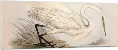 Produktbild von Bilder auf glas - Einteilig - Vogel Weiß Reiher - 140x50cm - Glasbilder - Wandbilder - Bilder - zum Aufhängen bereit - Wanddekoration aus Glas - Glas Bilder - Wandbild auf Glas - GAB140x50-4979
